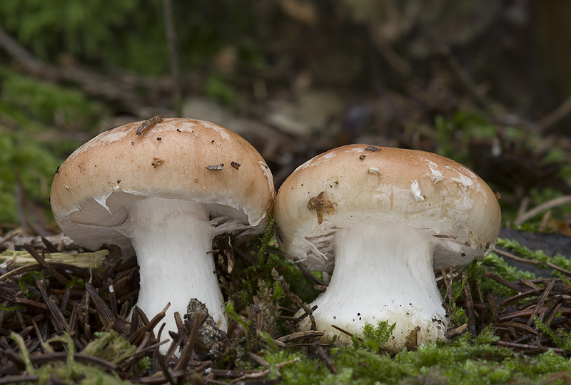 Leucocortinarius bulbiger